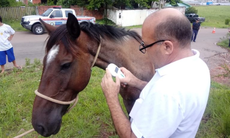 Cavalo é atropelado em Santa Maria e donos são localizados por meio de microchip