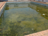Infestação acima da média de Aedes aegypti exige atenção na conservação de piscinas