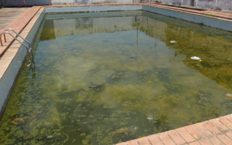 Infestação acima da média de Aedes aegypti exige atenção na conservação de piscinas