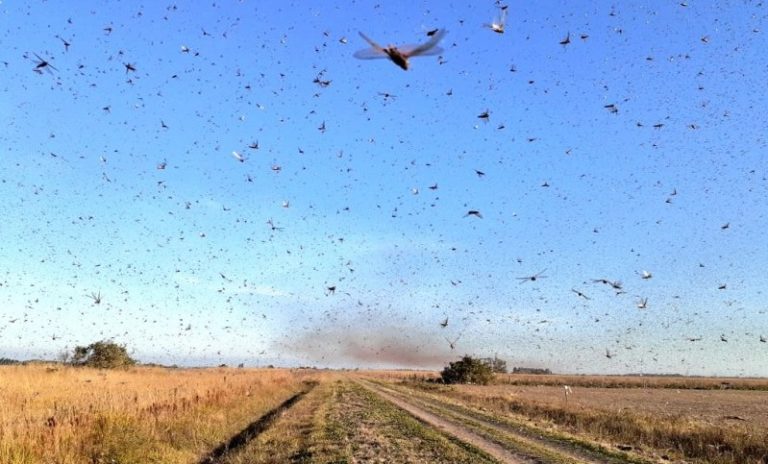 Secretaria da Agricultura aumenta vigilância sobre nuvem de gafanhotos vinda da Argentina