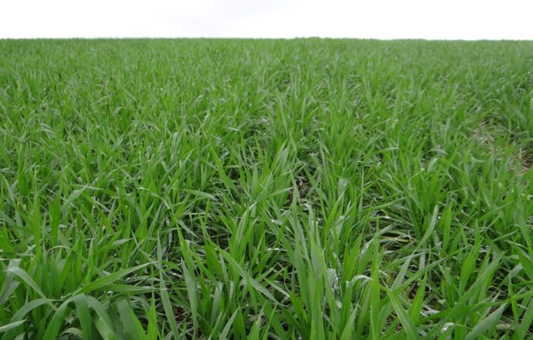 Plantio do trigo chega a 95% no Rio Grande do Sul