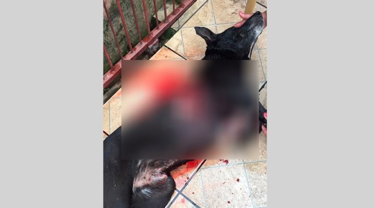 Cão é ferido com disparo de arma e fato causa revolta em São Sepé