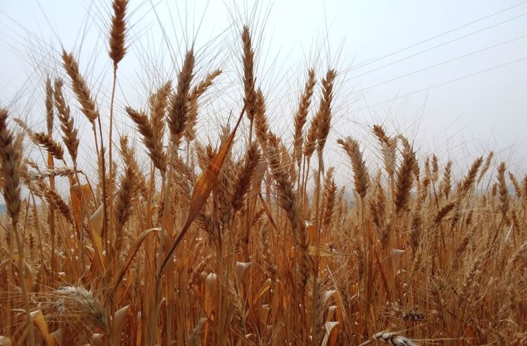 Colheita do trigo está praticamente concluída no Rio Grande do Sul