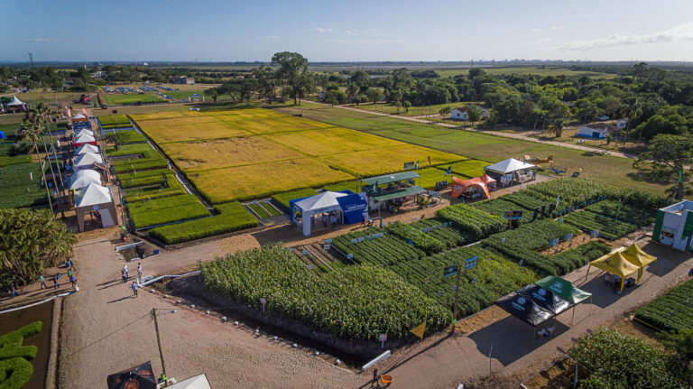 Definida programação da Abertura Oficial da Colheita do Arroz