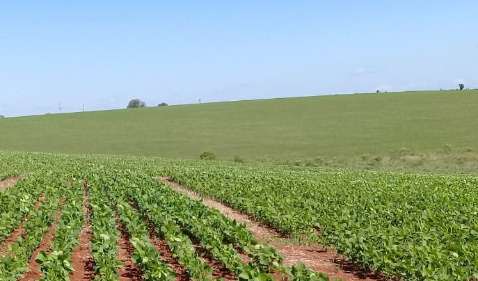 Plantio de soja no RS atinge 93% da área prevista