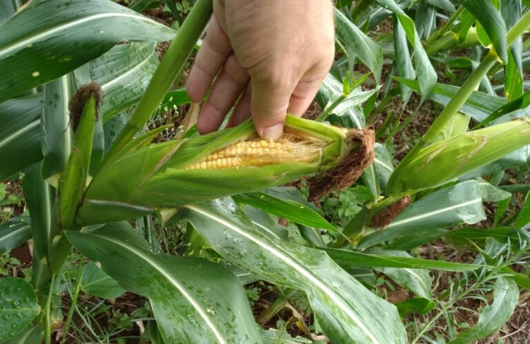 Chuvas contribuem para desenvolvimento do milho no Estado