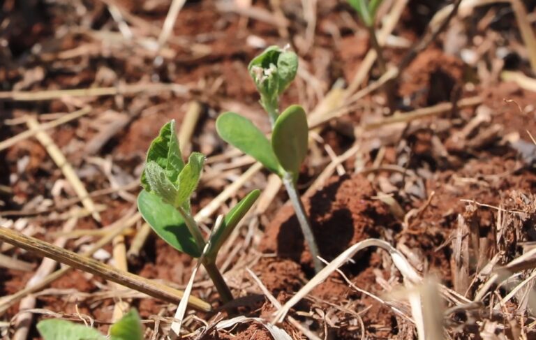 Plantio de soja é finalizado no Rio Grande do Sul
