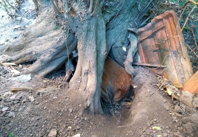 Bombeiros de São Sepé resgatam cadela que ficou presa em árvore ao dar à luz