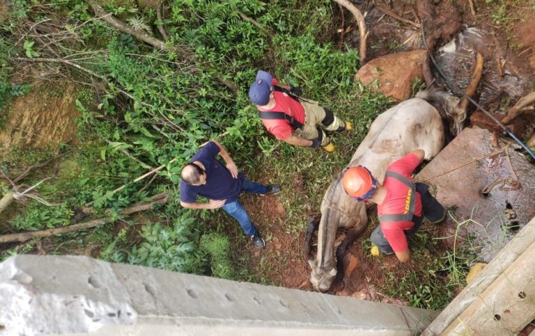 Bombeiros resgatam cavalo que caiu de pontilhão em São Sepé