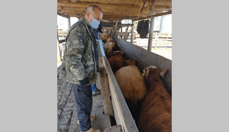 Polícia Civil de Formigueiro apreende quase 2 mil bovinos em segunda fase de operação