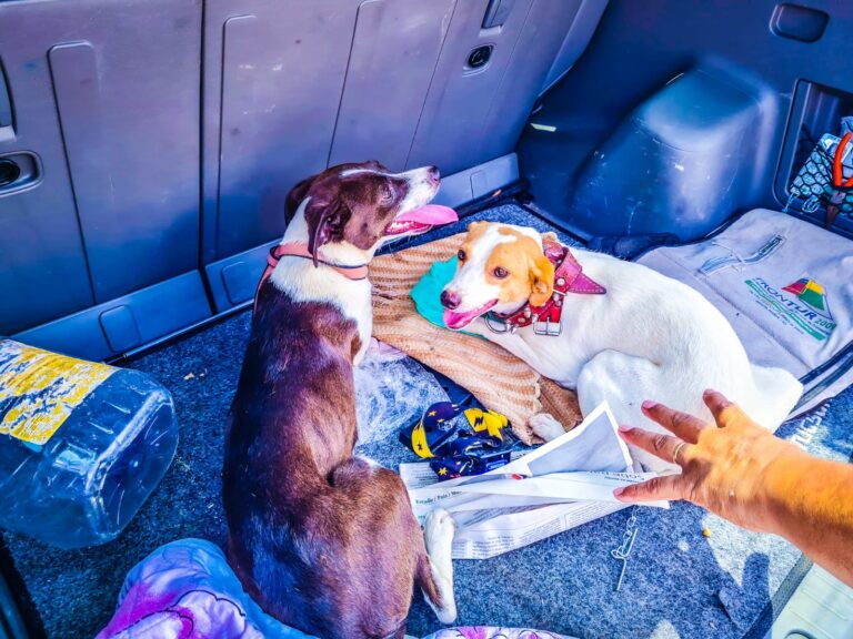 Brigada Militar flagra casal abandonando cães em estrada de Formigueiro