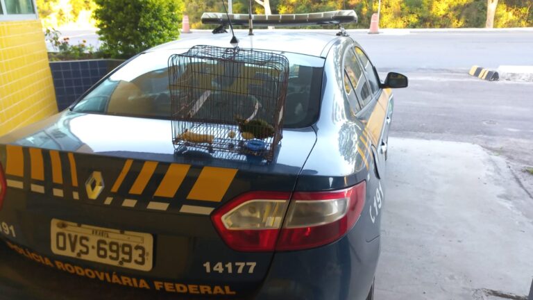 PRF resgata caturrita em situação de maus-tratos em Caçapava do Sul