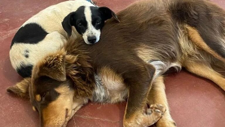 Programa Melhores Amigos teve 345 animais castrados em São Sepé