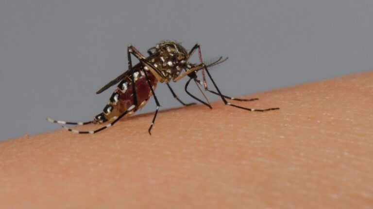 Confirmado primeiro óbito por dengue no Rio Grande do Sul em 2023
