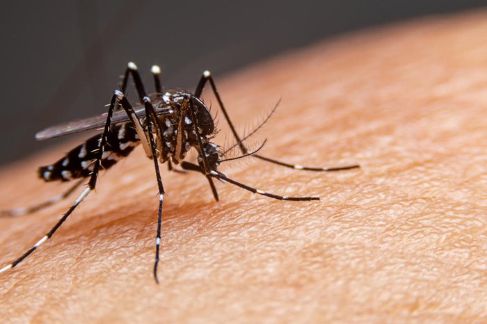 Rio Grande do Sul registra o terceiro óbito por dengue em 15 dias