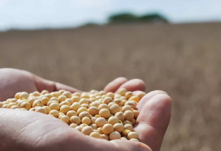 Rio Grande do Sul é o terceiro maior produtor de grãos do Brasil, dados safra 23/24