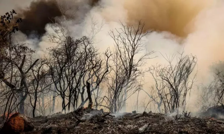 Mais de 60% do território nacional está afetado pelas queimadas.