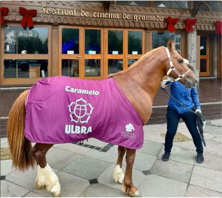 Cavalo Caramelo, símbolo das enchentes, é oficialmente adotado por universidade do RS