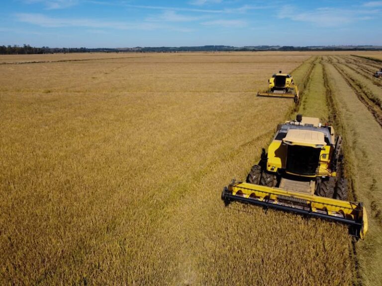 Colheita do arroz no Rio Grande do Sul alcançou 91,51% da área total cultivada.