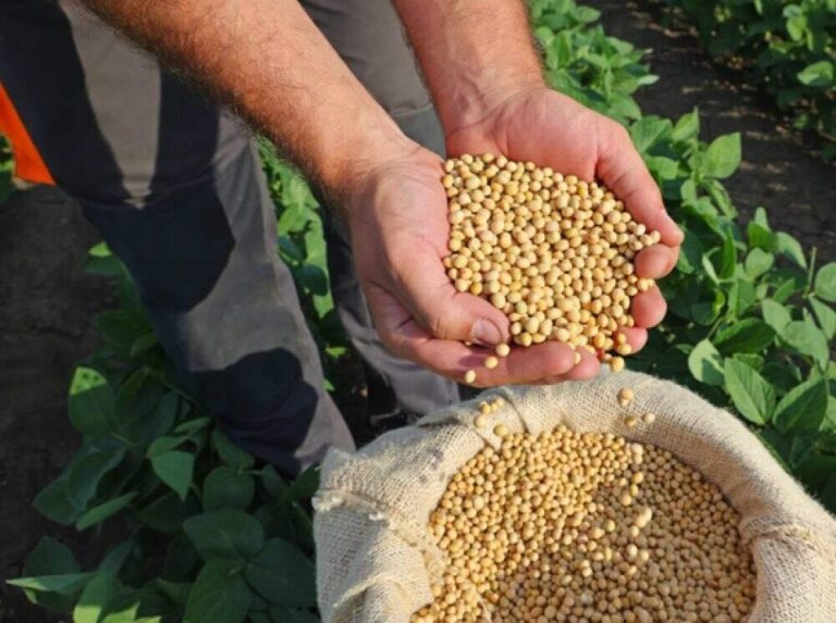 Período de vazio sanitário da soja entra em vigor no Rio Grande do Sul