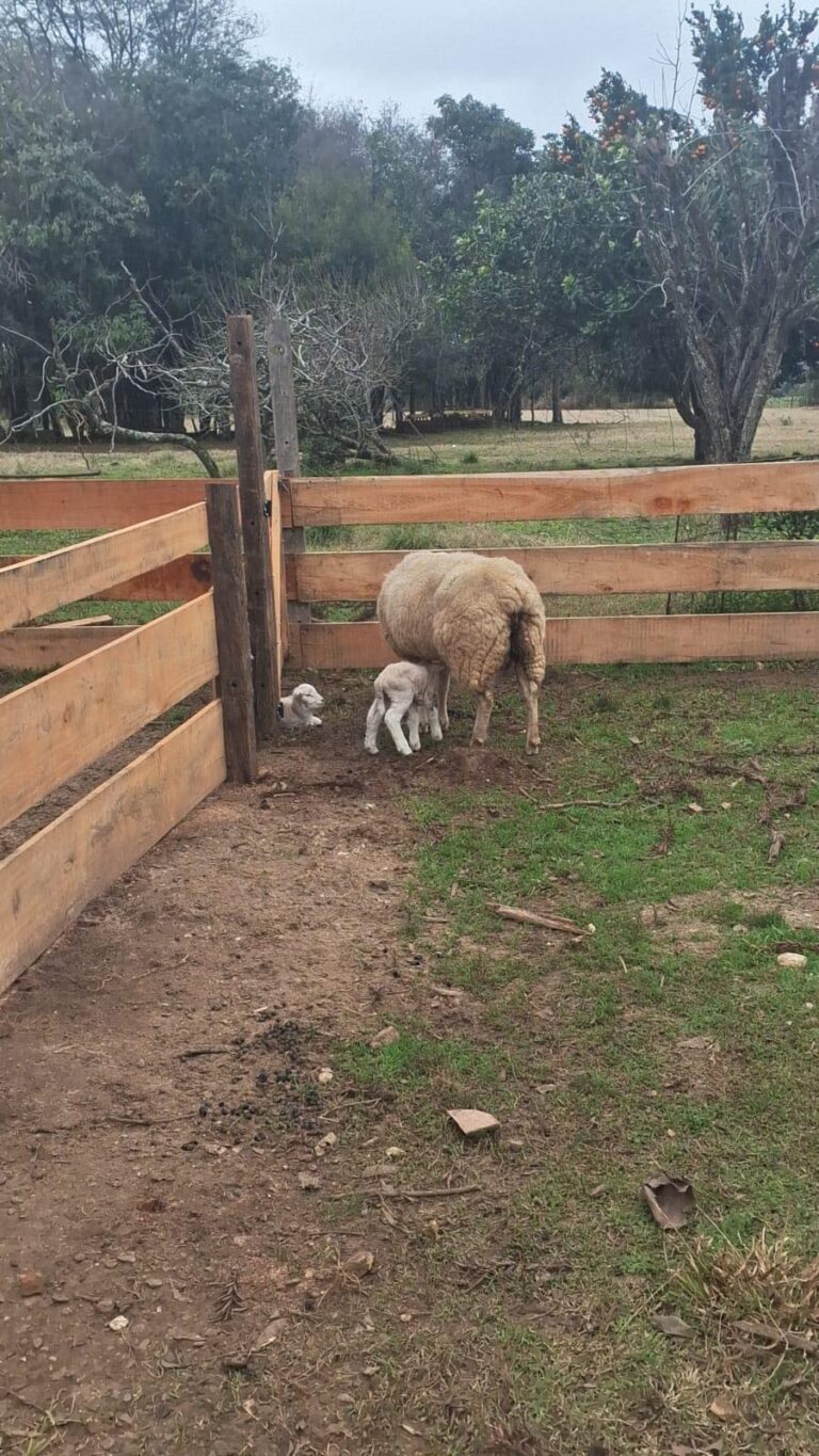 Destaque na Ovinocultura Sepeense. Nascimento de quádruplos no rebanho da raça Texel