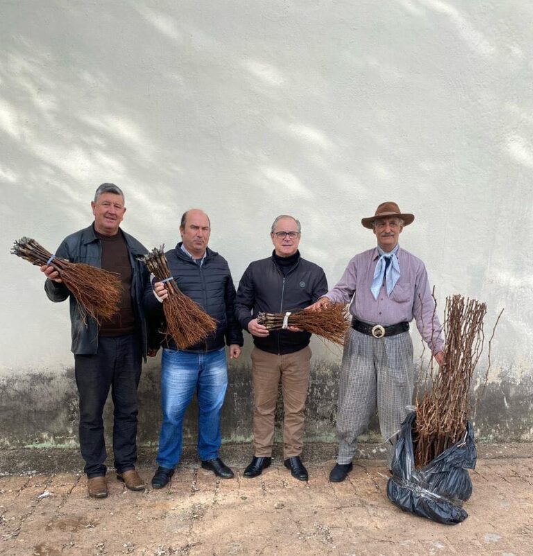 Apoio à vitivinicultura: São Sepé recebe novas mudas de parreiras com incentivo da Prefeitura