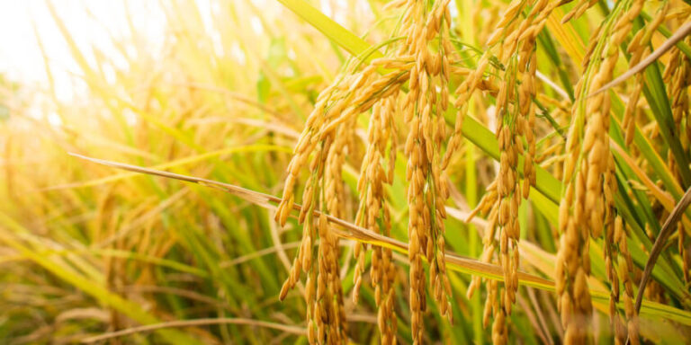 Município de São Sepé integra lista dos 30 maiores produtores de arroz do Brasil