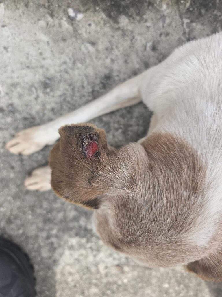 BRIGADA MILITAR PRENDE MULHER POR MAUS-TRATOS A ANIMAL EM SÃO SEPÉ